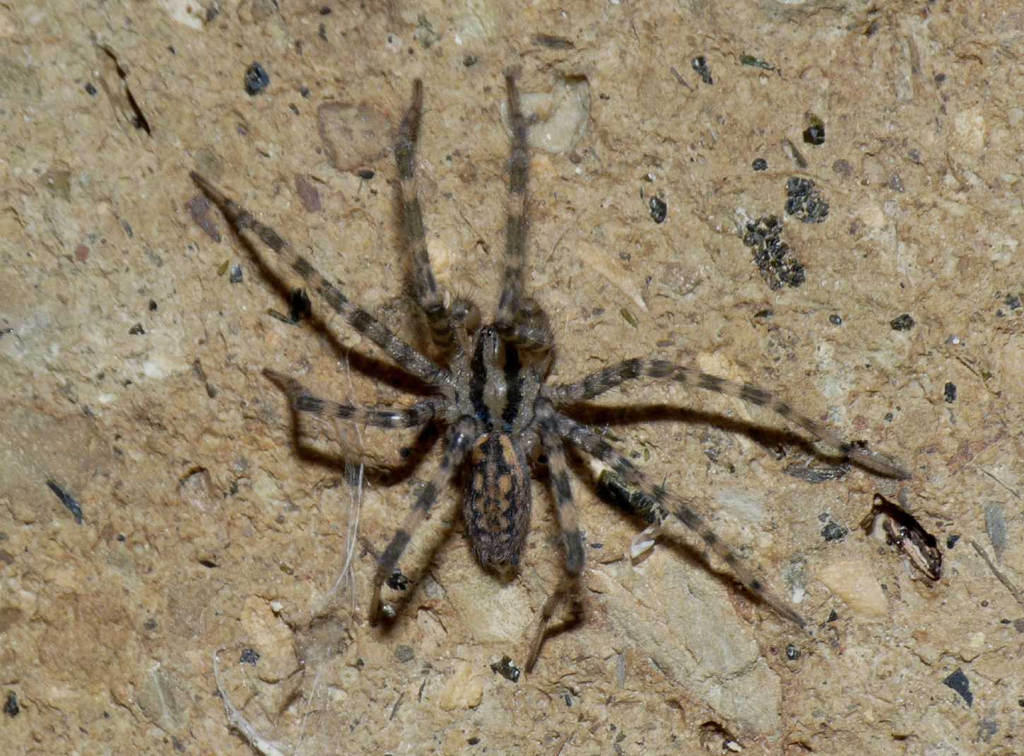 Malthonica o Tegenaria sp.